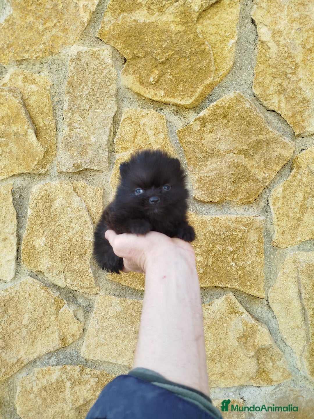 Pomerania perros en venta: Pomeranias toy  - Anuncio 3