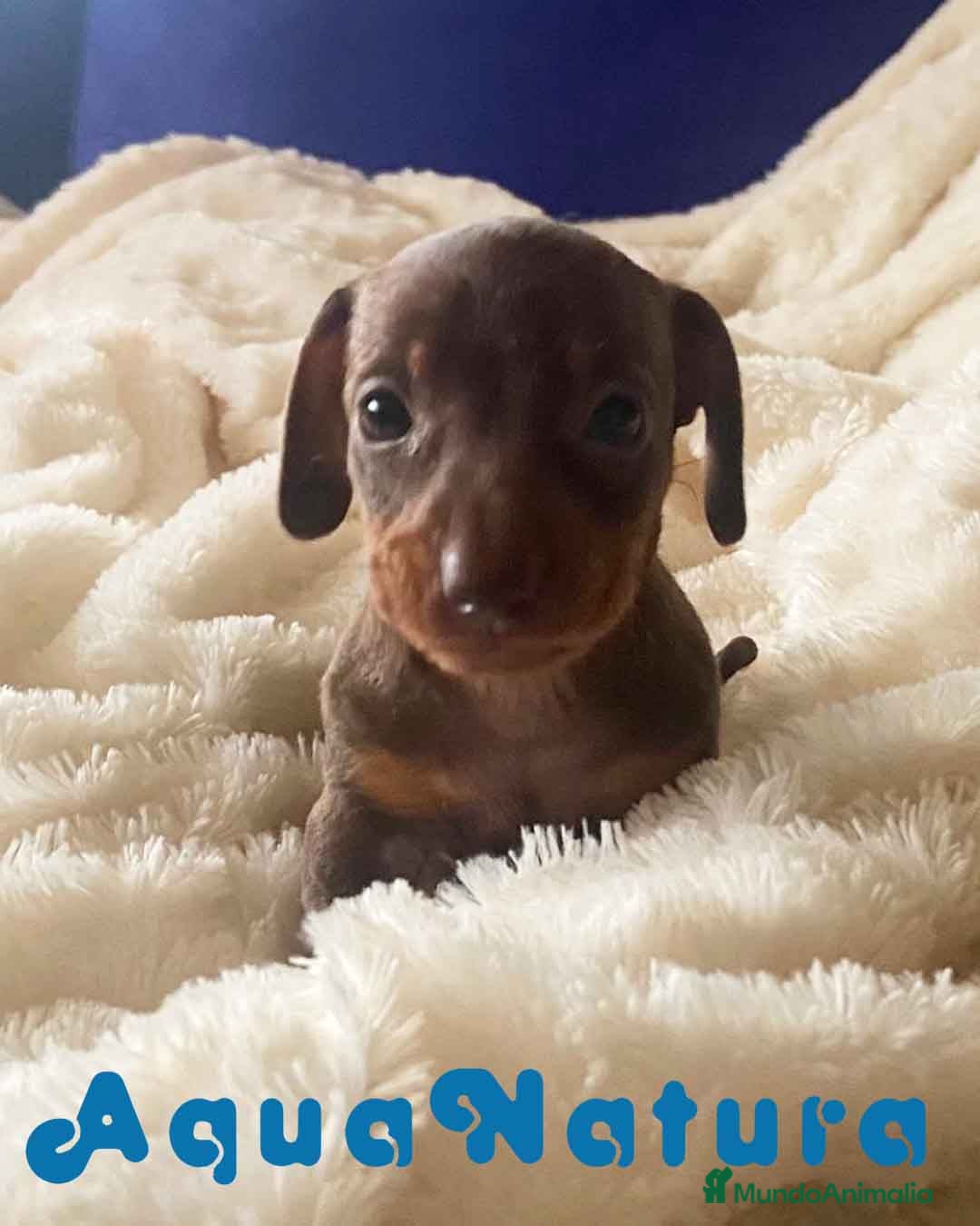 Teckel Miniatura perros  Teckel Macho de Kily y Tilo 1882 AQUANATURA en Barcelona - Anuncio 35