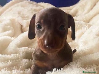 Teckel Miniatura perros Teckel Macho de Kily y Tilo 1882 AQUANATURA en Barcelona - Anuncio 11