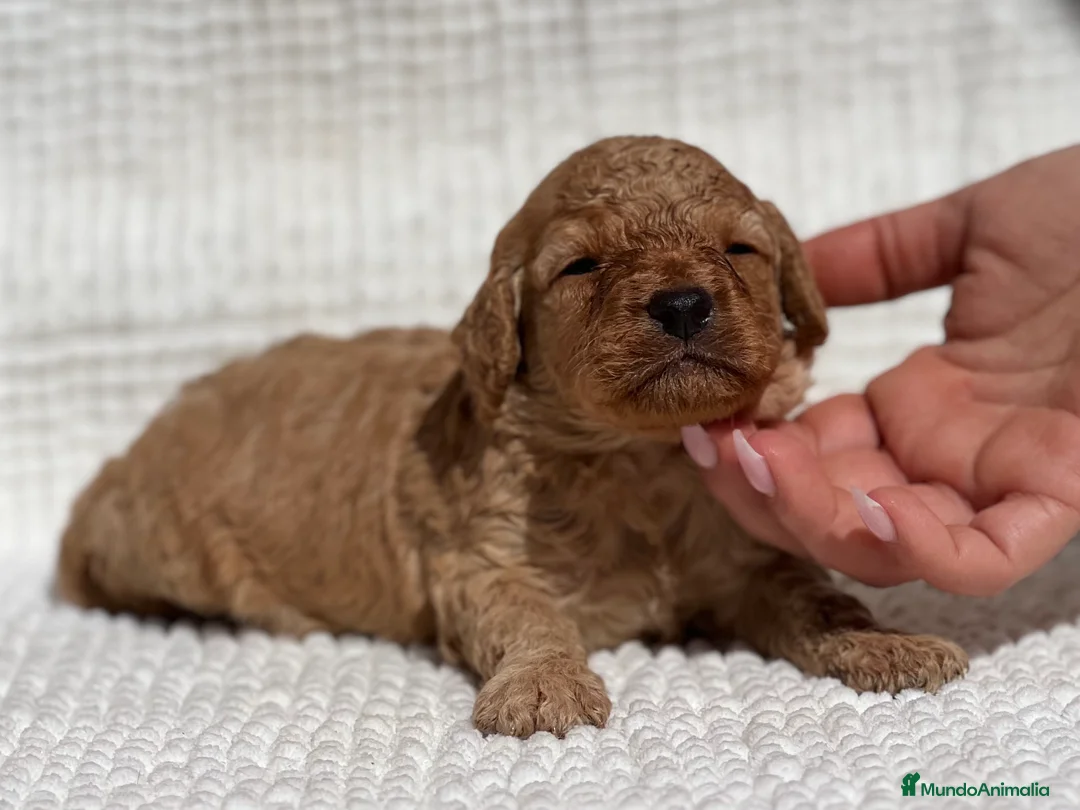 Caniche Enano perros en venta: CANICHE ENANO APRICOT  - Anuncio 2