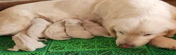 Golden Retriever perros en venta: GOLDEN MACHO NACIONAL en Barcelona - Anuncio 7