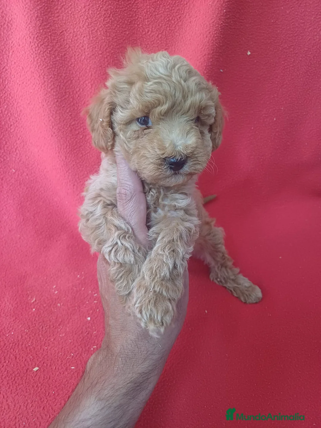 Maltipoo perros en venta: Maltipoo  - Anuncio 1
