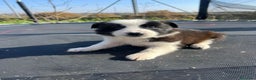 Border Collie perros en venta: Border collie  en La Rioja - Anuncio 11