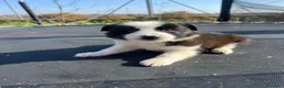 Border Collie perros en venta: Border collie  en La Rioja - Anuncio 11