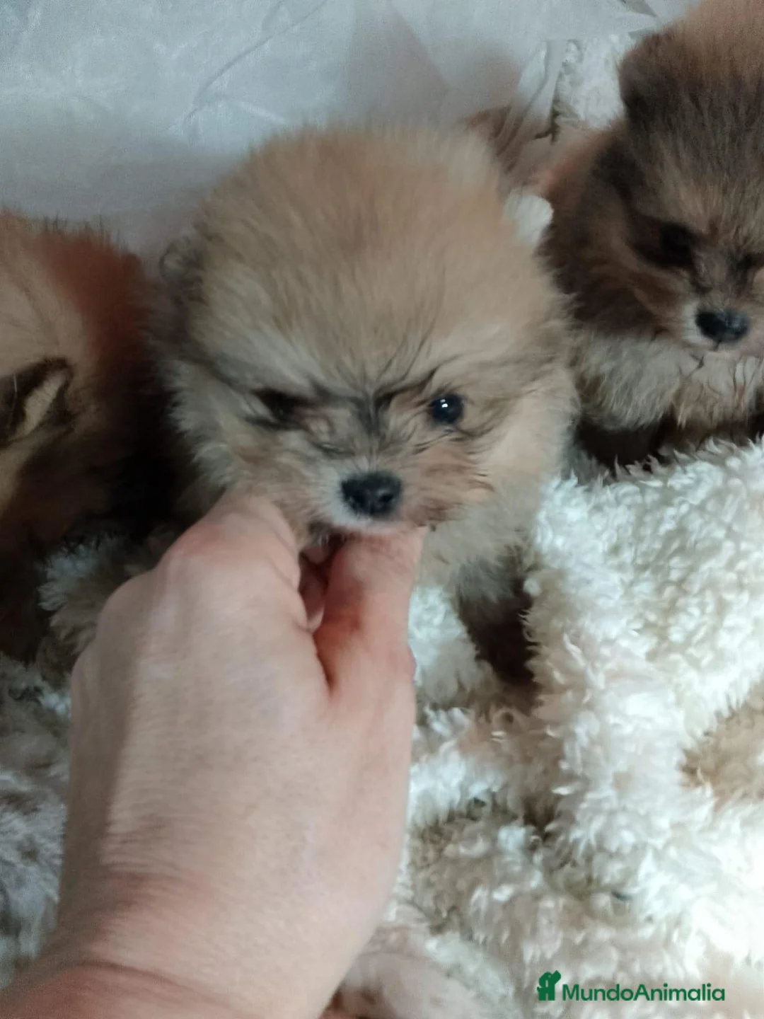 Pomerania perros en venta: ‼️POMERANIAS AMERICANOS - Anuncio 1