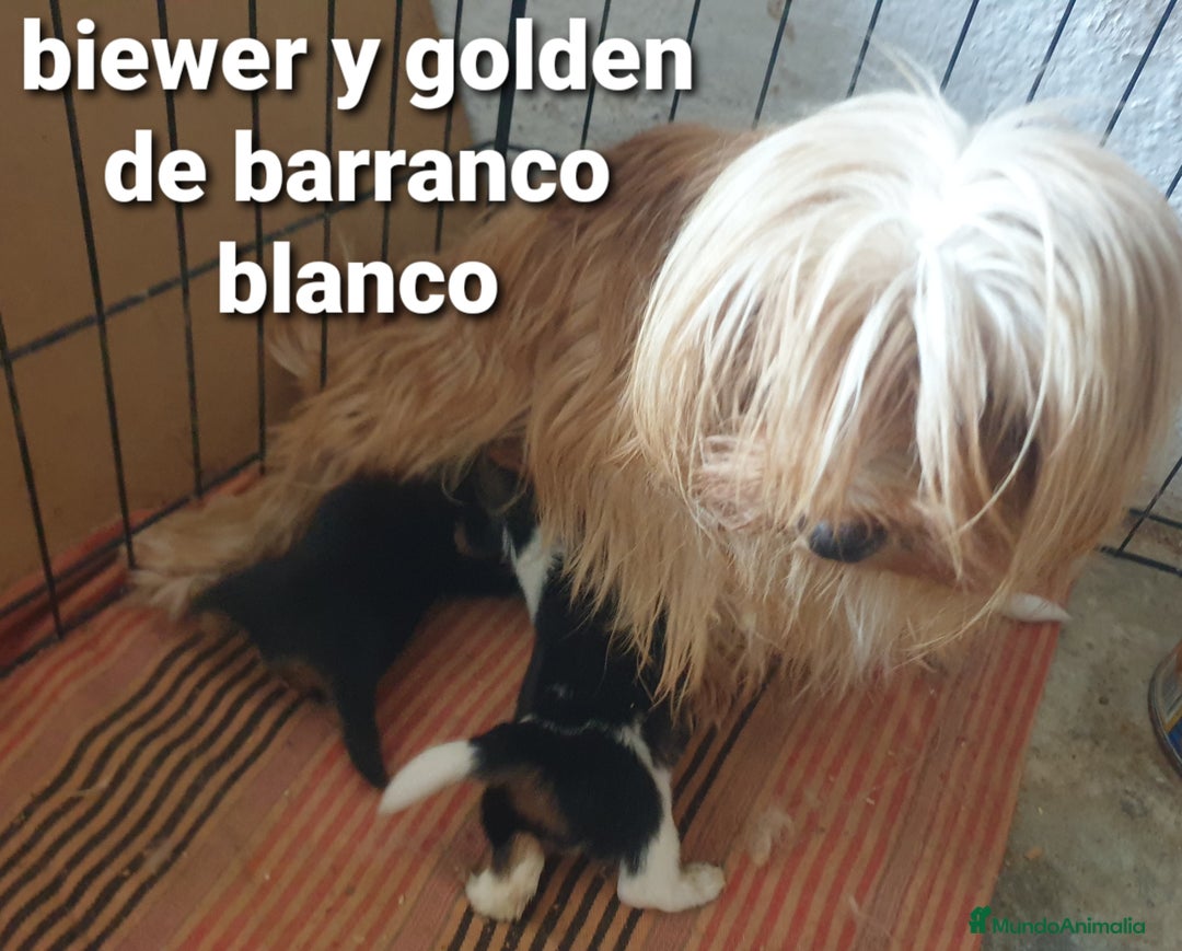 Biewer Yorkshire Terrier a la Pom Pon perros en venta: Biewer y golden con pedigree - Imagen 16