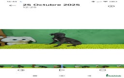 Pequeño Lebrel Italiano perros en venta: Pequeño lebrel italiano  - Imagen 2