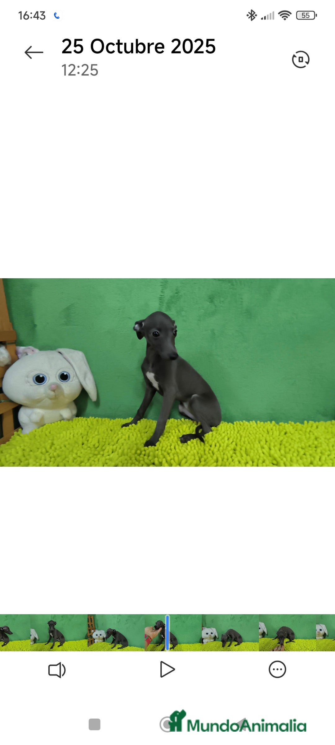 Pequeño Lebrel Italiano perros en venta: Pequeño lebrel italiano  - Imagen 2