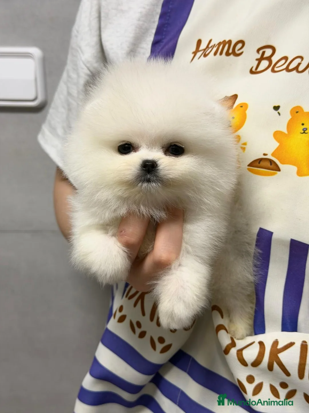 Pomerania perros en venta: Macho muy pequeño de tamaño  - Anuncio 6