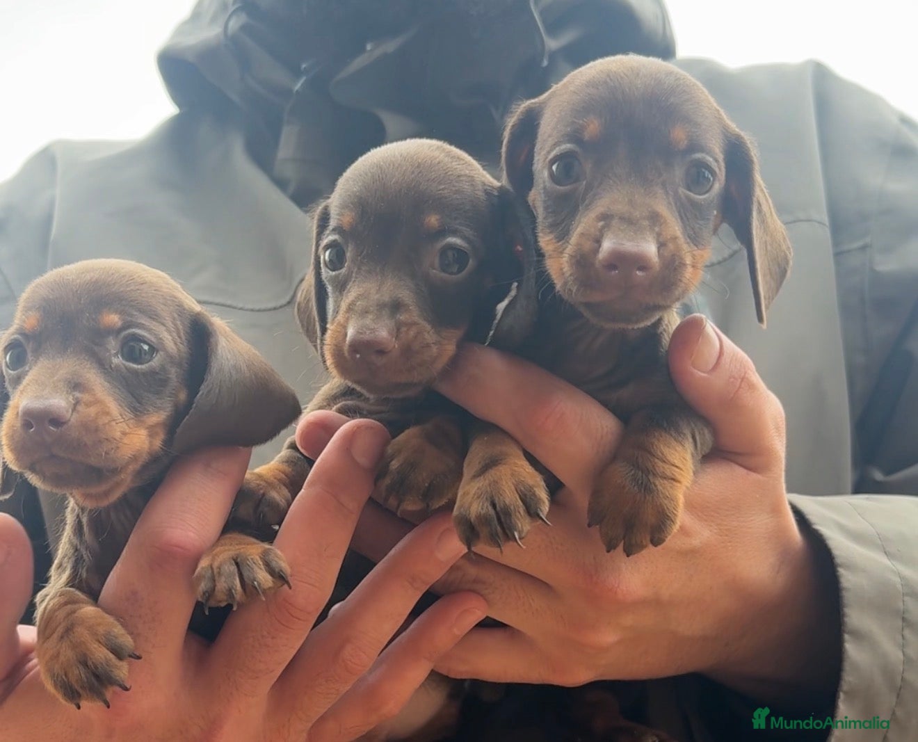 Teckel perros Teckel Kaninchen - @TECKELDELPALMERAL - Anuncio 23