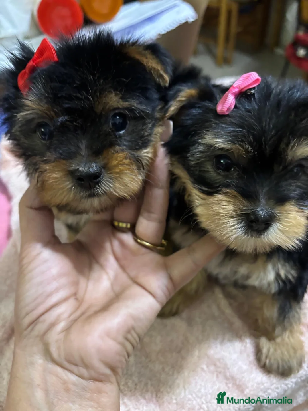 Yorkshire Terrier perros en venta: Yorksiri toy - Anuncio 2