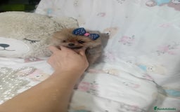 Pomerania perros en venta: ‼️POMERANIAS TAMAÑO TOY - Imagen 1