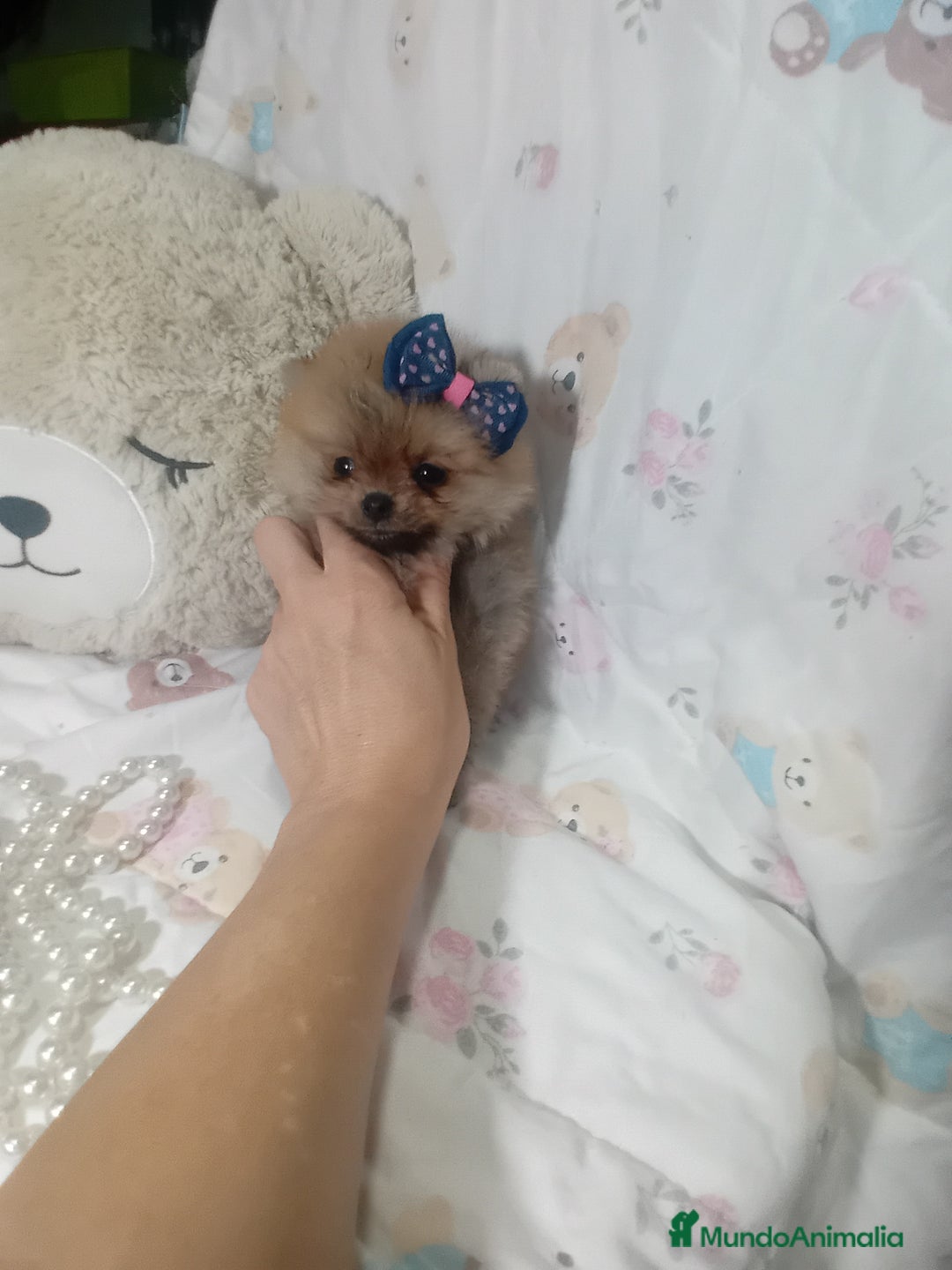 Pomerania perros en venta: ‼️POMERANIAS TAMAÑO TOY - Imagen 1