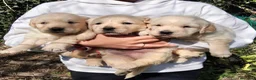 Golden Retriever perros en venta: Cachorros de GOLDEN Retriever  - Anuncio 2
