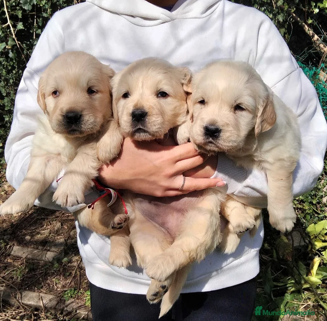 Golden Retriever perros en venta: Cachorros de GOLDEN Retriever  - Anuncio 2
