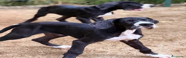 Dogo Alemán 5
