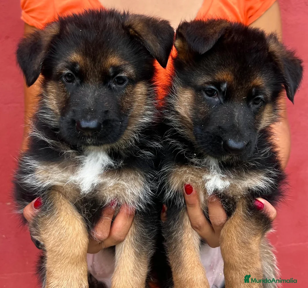 Pastor Alemán perros en venta: Pastor alemán cachorros venta Valencia en Valencia - Anuncio 3