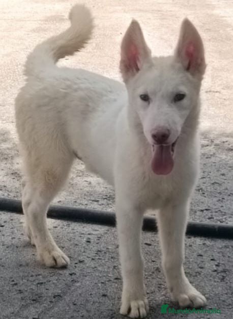Husky Siberiano perros HUSKY BLANCOS - Anuncio 1