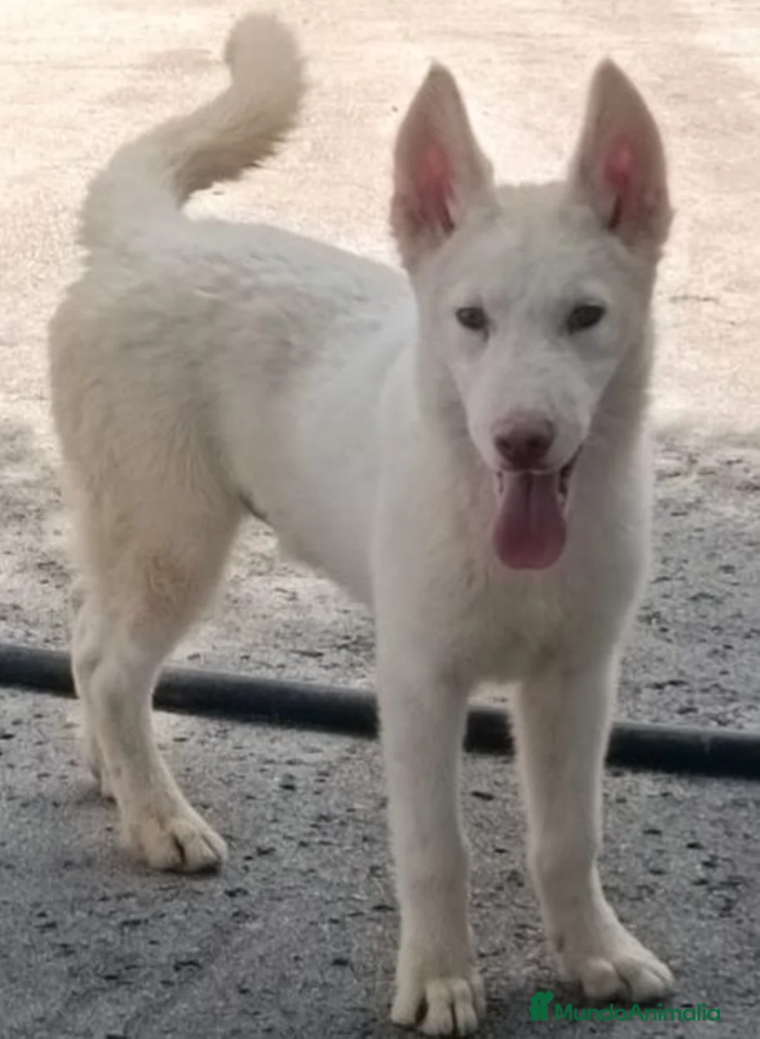 Husky Siberiano perros en venta: HUSKY BLANCOS - Anuncio 1