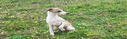 Whippet perros en venta: Whippet hembra - Anuncio 3