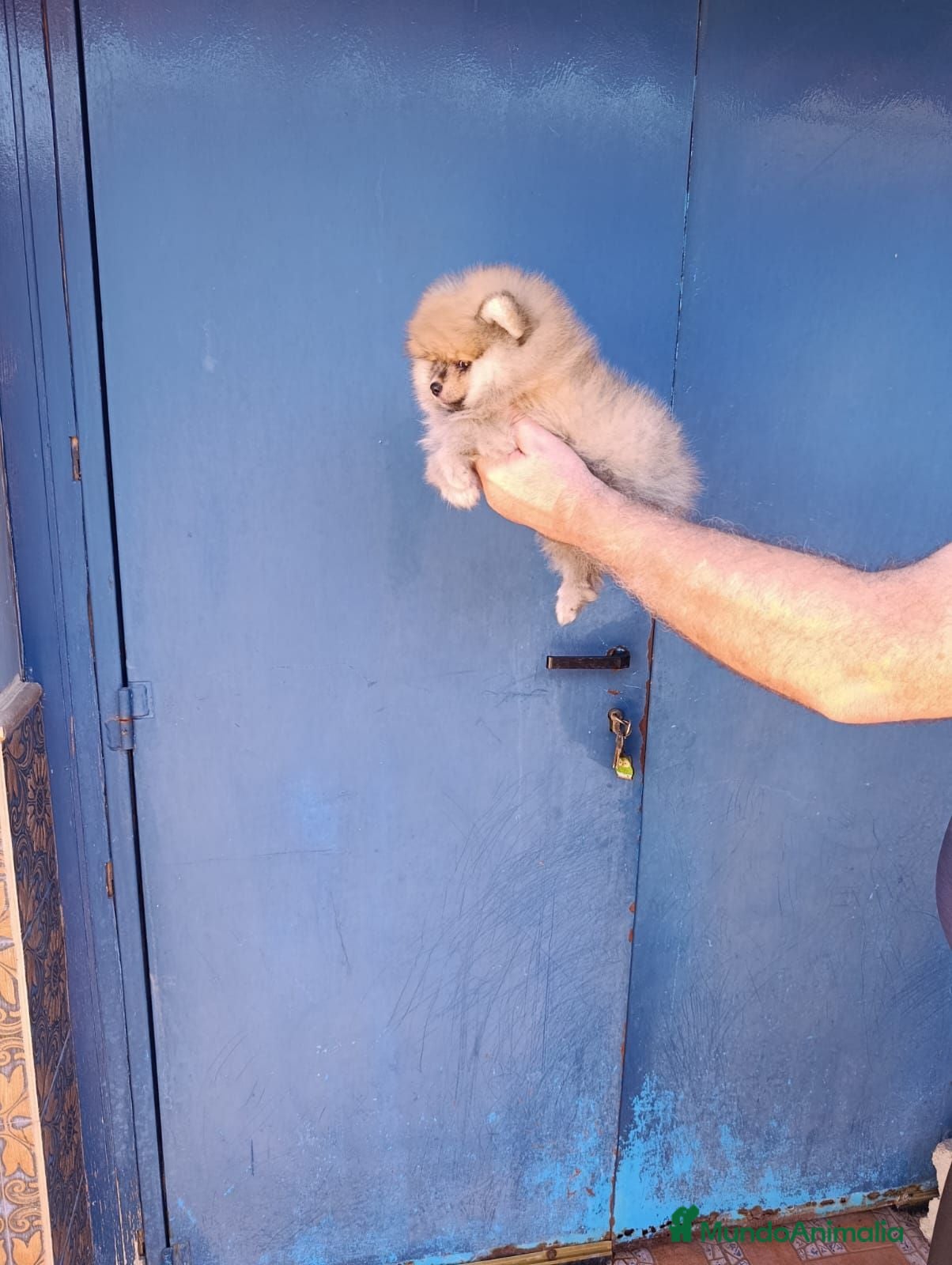 Pomerania perros Pomerania osito macho  - Anuncio 7