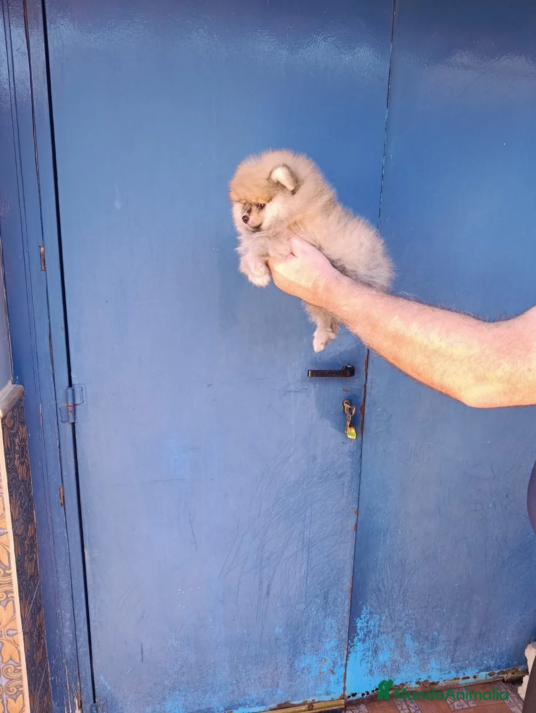Pomerania perros en venta: Pomerania osito macho  - Anuncio 1