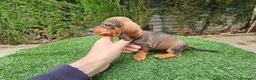 Teckel perros en venta: Teckel  kanichem...OFERTA  - Anuncio 4