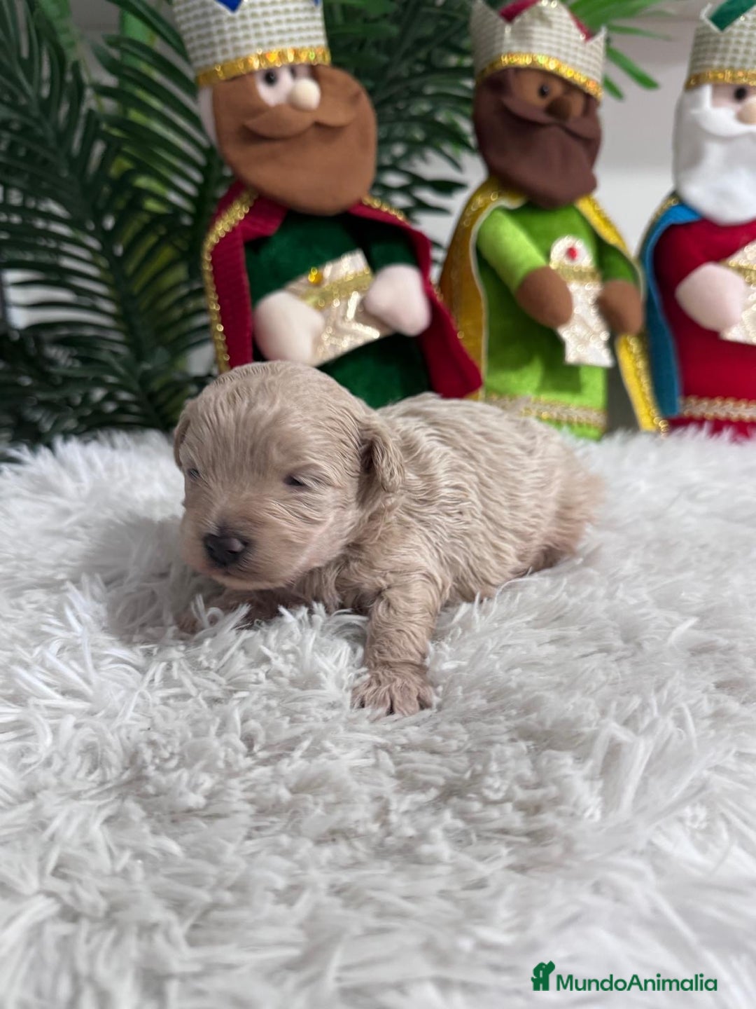 Maltipoo perros en venta: MALTIPOO MACHO - Anuncio 14