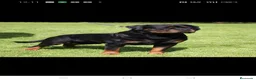 Rottweiler perros en venta: Cachorros padres Alemanes mejores líneas mundiales - Anuncio 3
