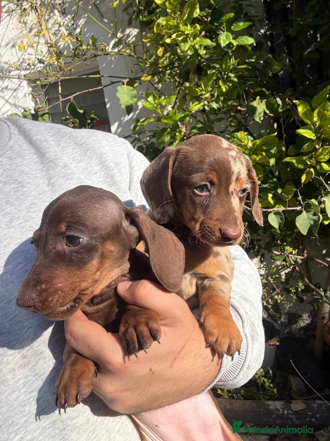 Teckel perros en venta: Teckels mini y kaninchen  - Anuncio 3