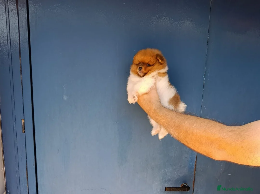 Pomerania perros en venta: Pomerania hembra particolor  - Anuncio 2