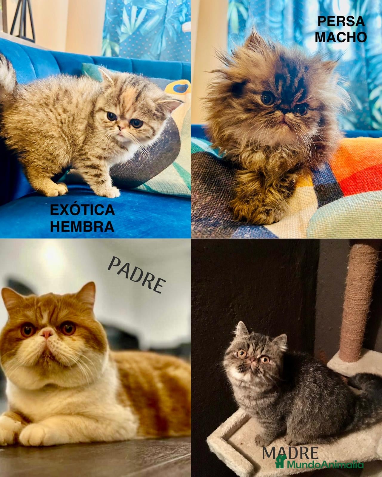 Persa gatos Gatitos persa  - Anuncio 21