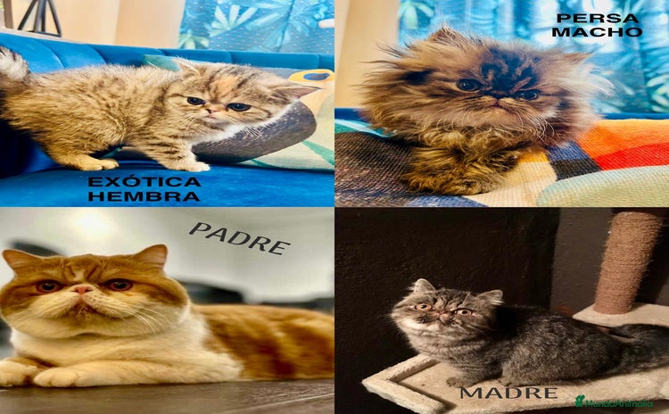 Persa gatos - Anuncio 2