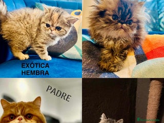 Persa gatos - Anuncio 3