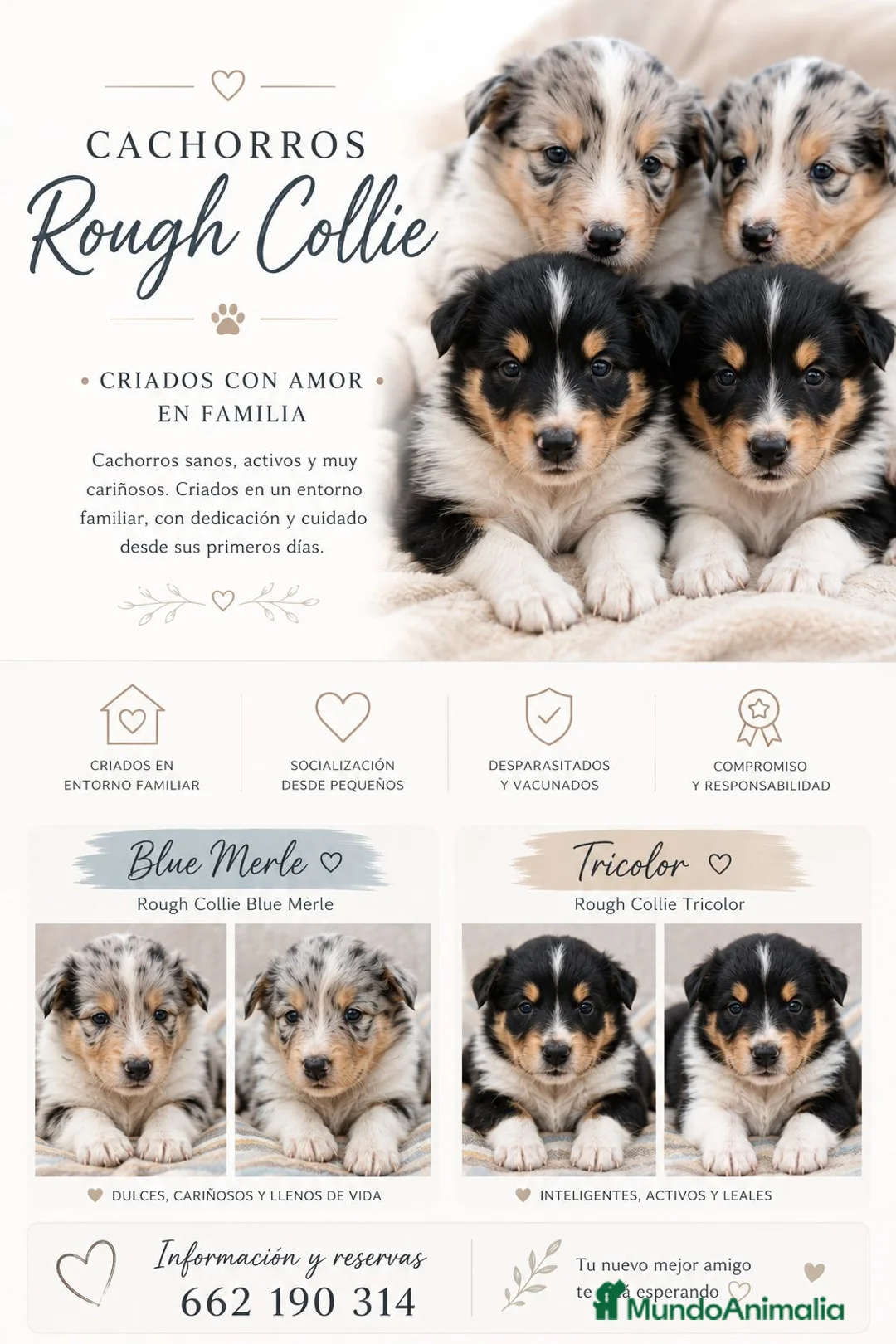 Collie de Pelo Largo perros en venta: Rough collie blue y tricolor  - Anuncio 1