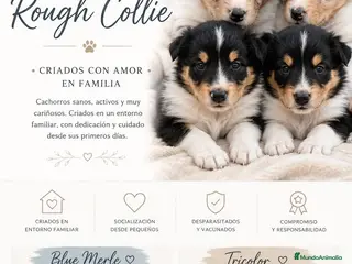 Collie de Pelo Largo perros Rough collie blue y tricolor - Anuncio 7