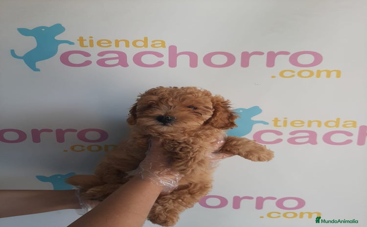 Caniche Enano perros - Propaganda 2