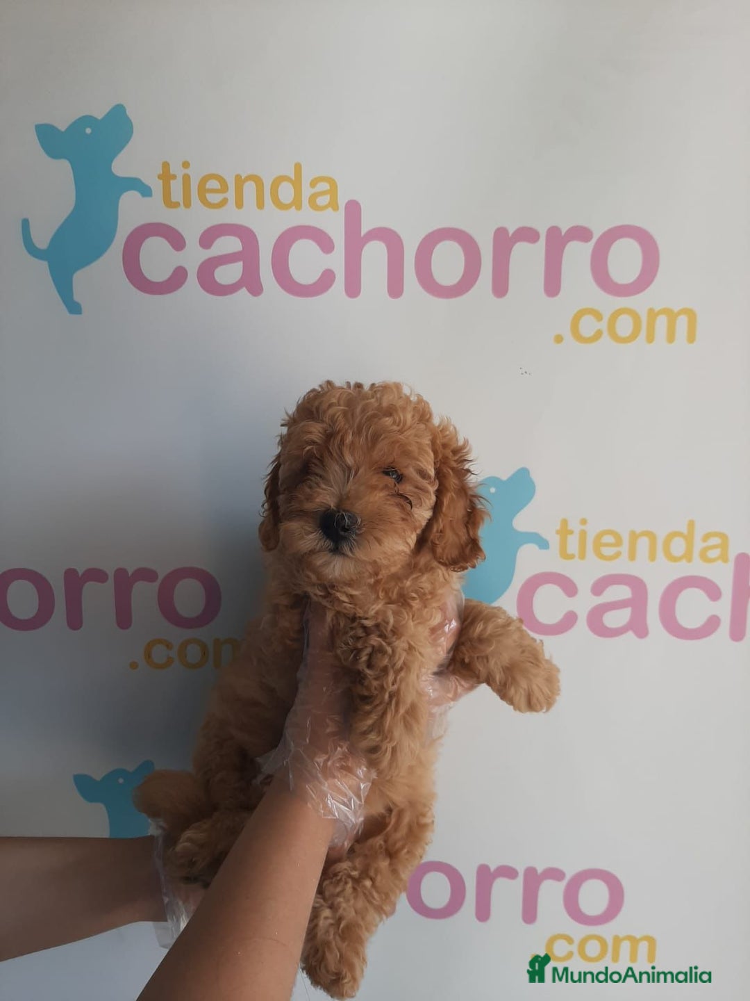 Caniche Enano perros en venta: CANICHE ENANO - Imagen 1