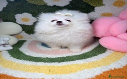 Pomerania perros en venta: Pomerania Blanco Puro Carita de Oso - Imagen 3