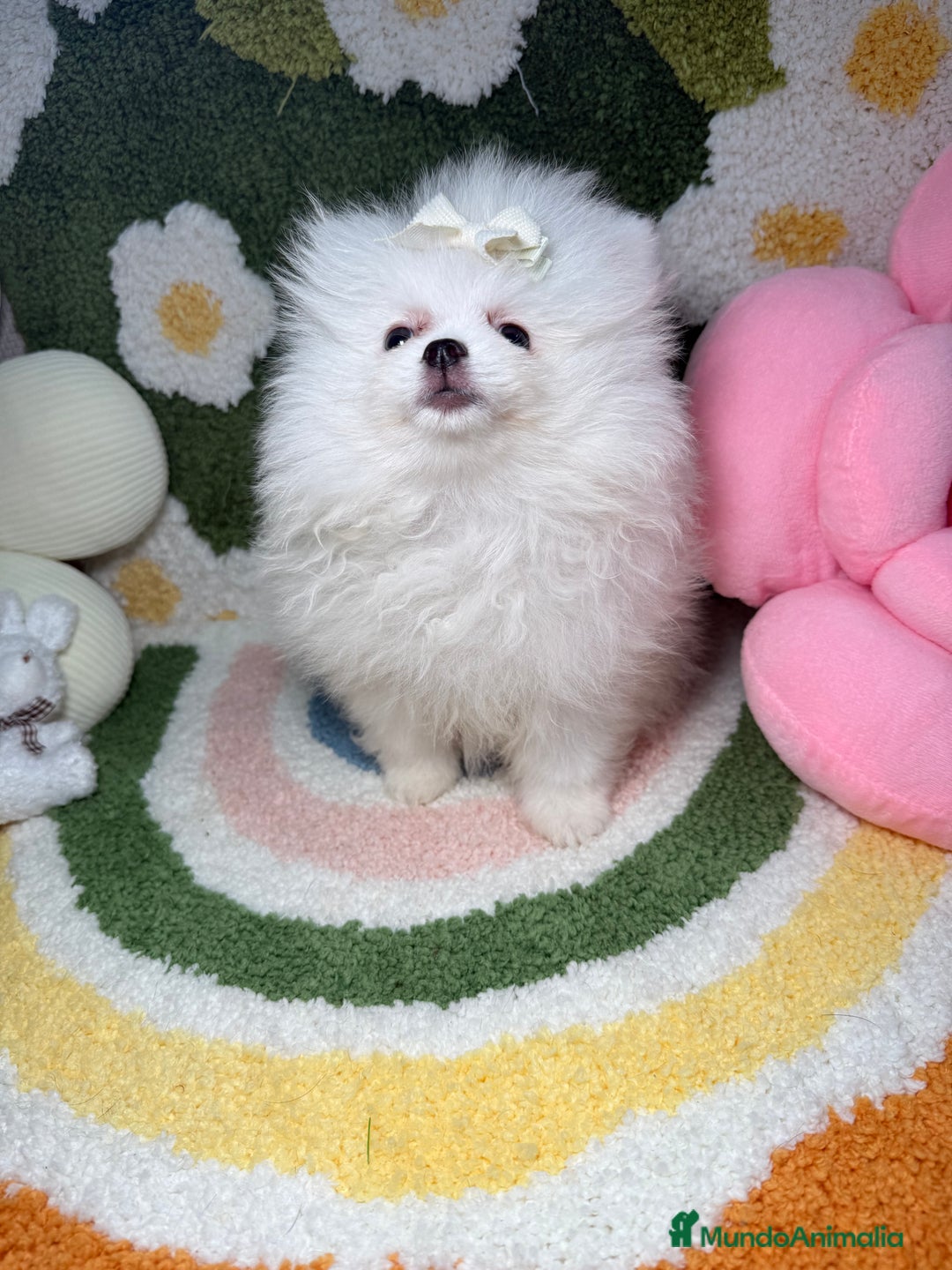 Pomerania perros en venta: Pomerania Blanco Puro Carita de Oso - Imagen 3