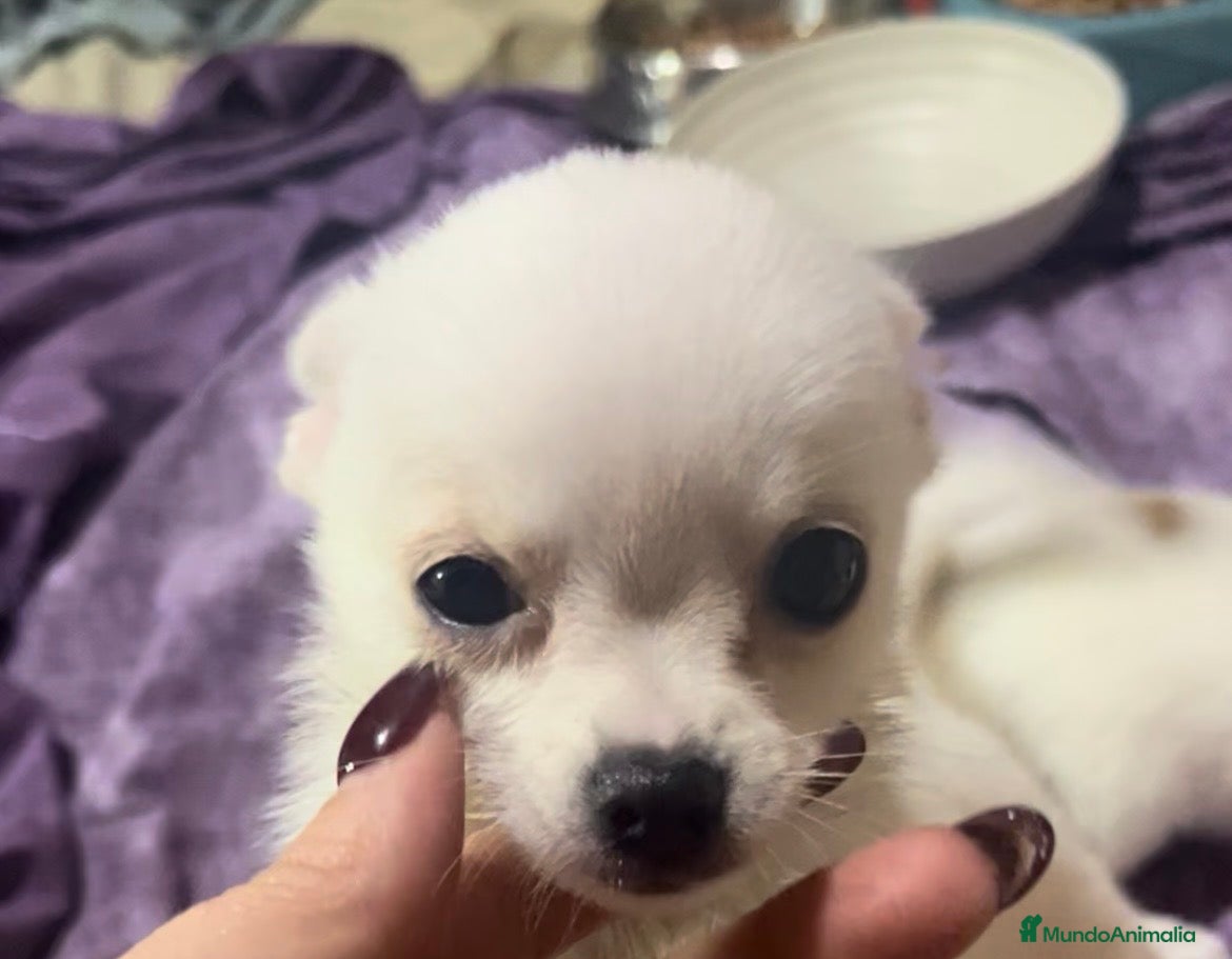 Chihuahua perros Hembra negro fuego  - Anuncio 1