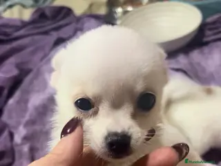 Chihuahua perros Hembra negro fuego - Anuncio 15