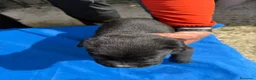 Cane Corso perros en venta: Cane corso  - Anuncio 18