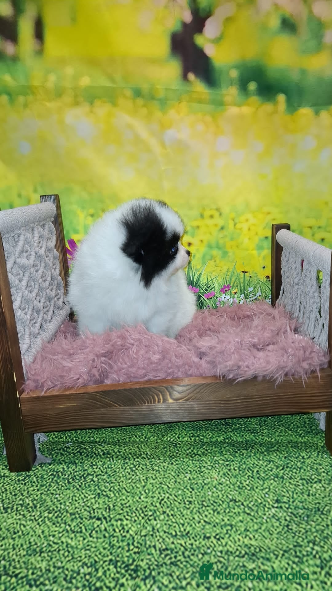 Pomerania perros en venta: Pomerania macho.  - Anuncio 4