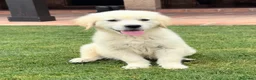 Golden Retriever perros en venta: CACHORROS DE GOLDEN RETRIEVER - Anuncio 2