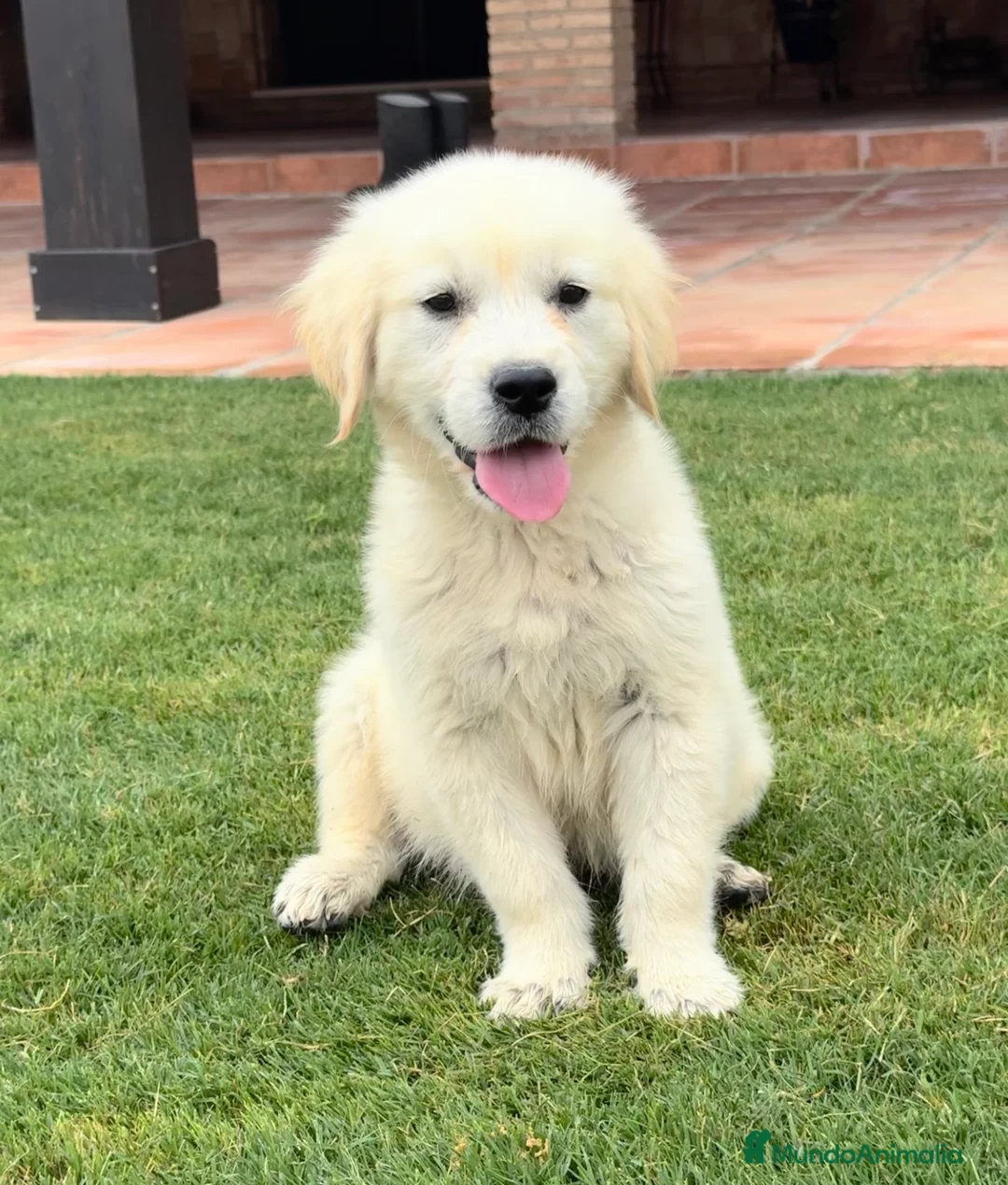 Golden Retriever perros en venta: CACHORROS DE GOLDEN RETRIEVER - Anuncio 2