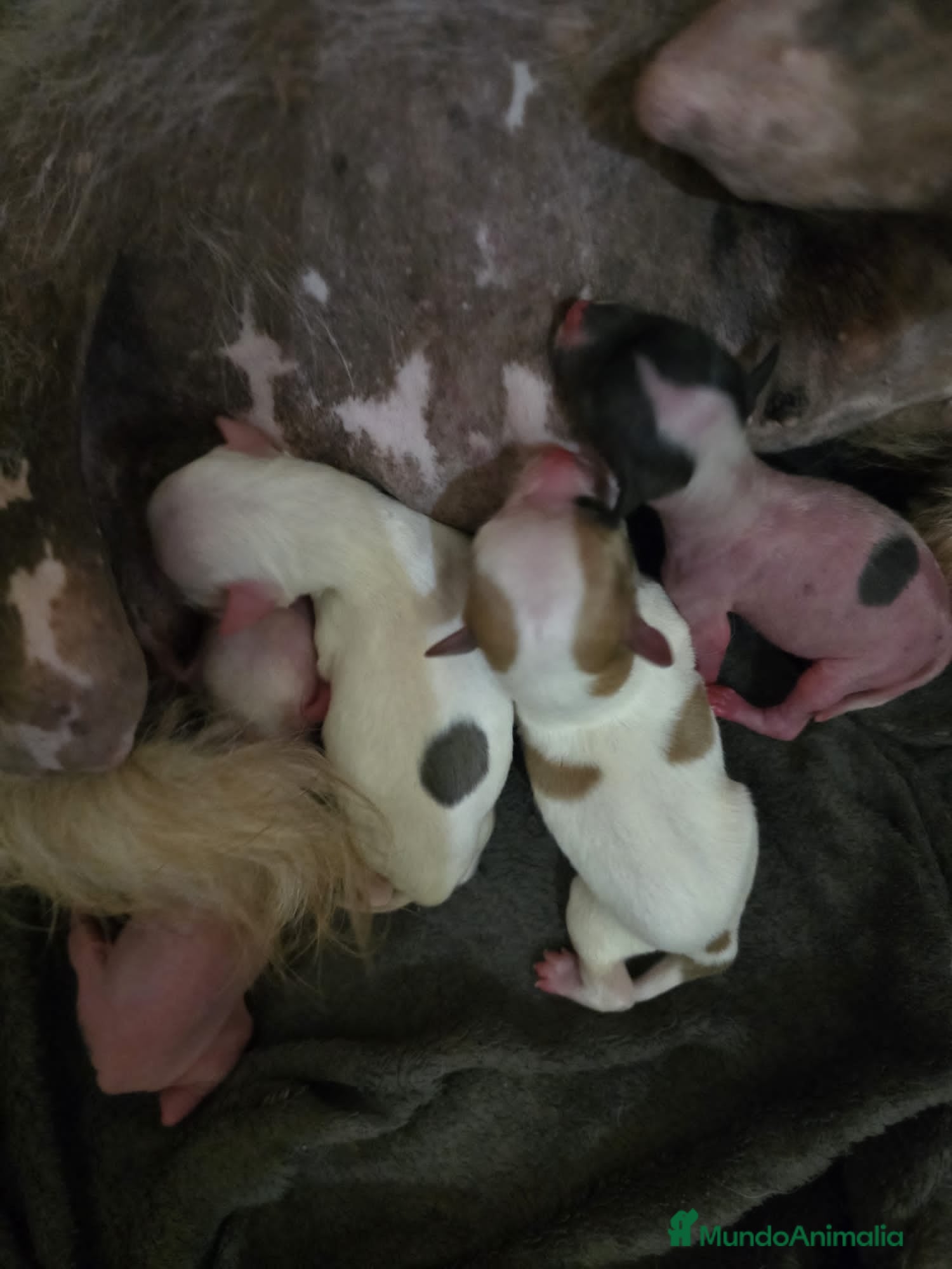 Otras razas perros Crestados Chinos - Anuncio 1