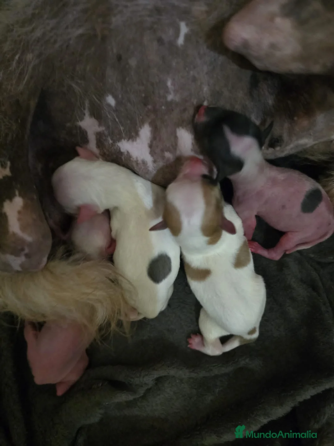 Otras razas perros en venta: Crestados Chinos - Anuncio 1