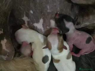 Otras razas perros Crestados Chinos - Anuncio 1