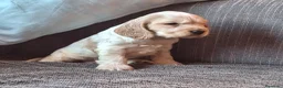 Cocker Spaniel Inglés perros en venta: Preciosos Cachorritos de Cocker Spaniel Inglés 🐶 - Anuncio 4